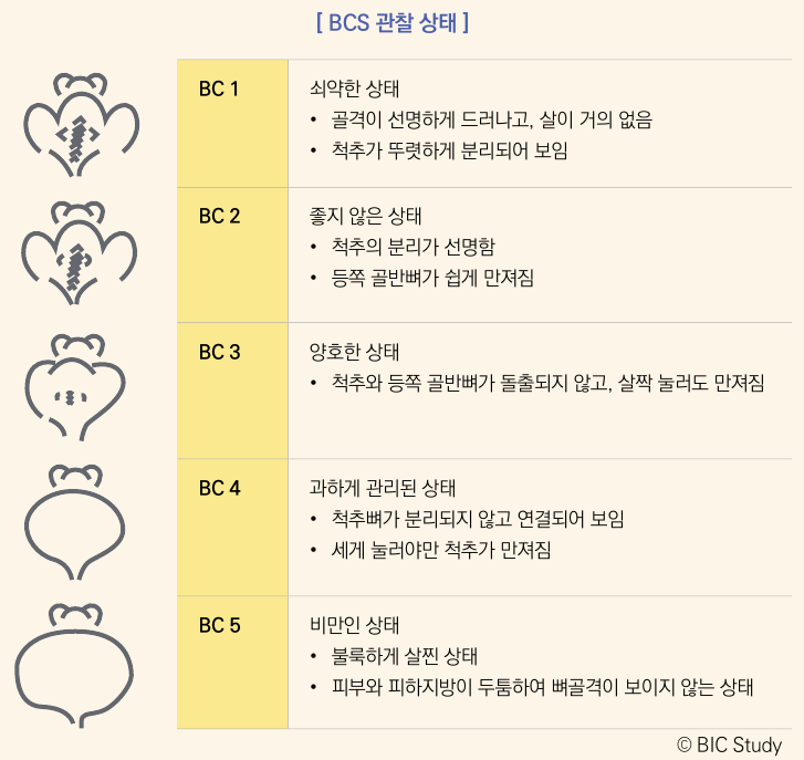 마우스 BCS 관찰 상태