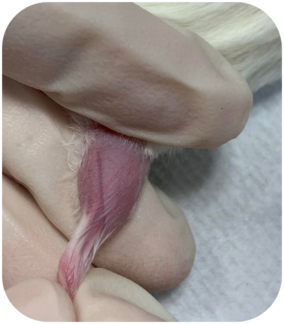 마우스 복재정맥 사진